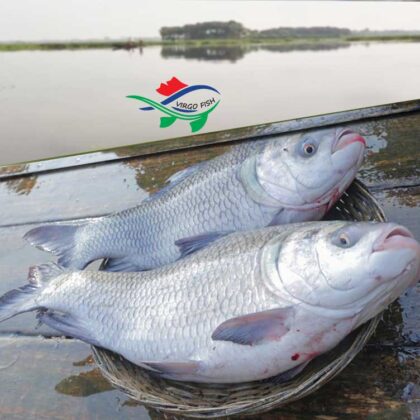 Deshi Katol Fish