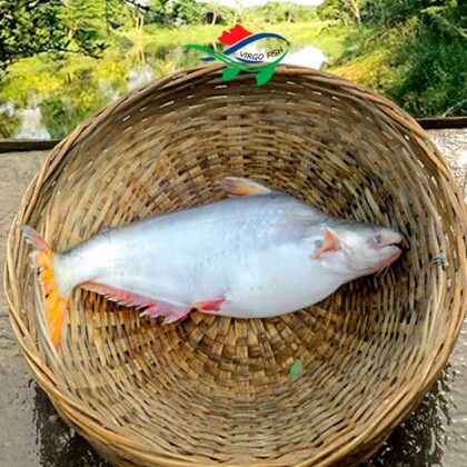 Cultured Pangash Fish